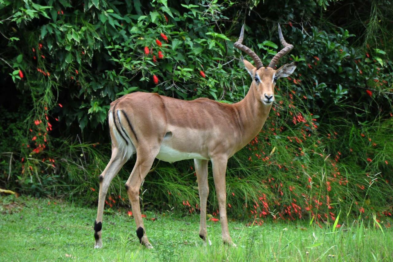 Kruger Park Lodge Unit No. 243 هازيفيو المظهر الخارجي الصورة